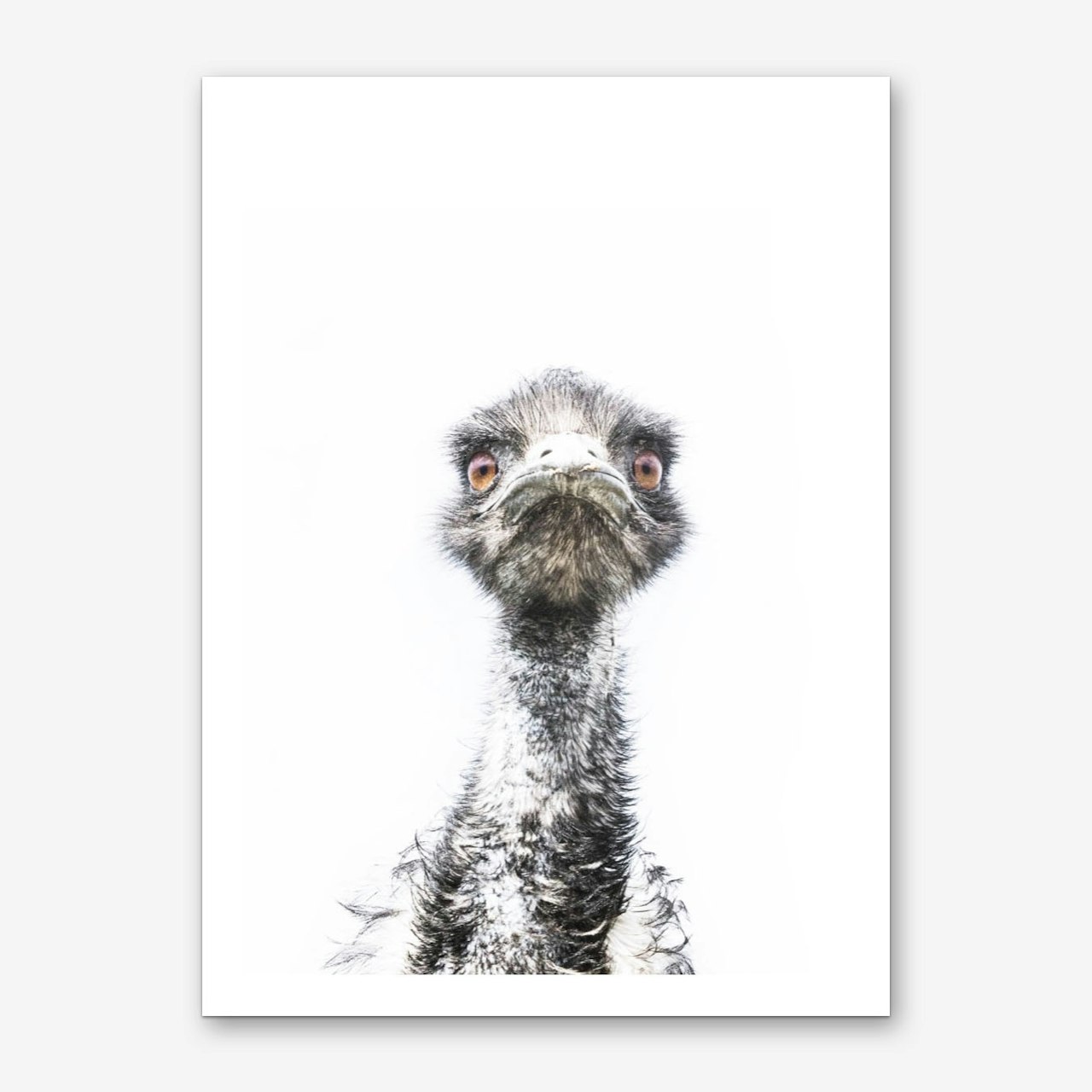 Emu Canvas Print by Victoria Frost Fy